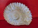 Ammonite Maroc